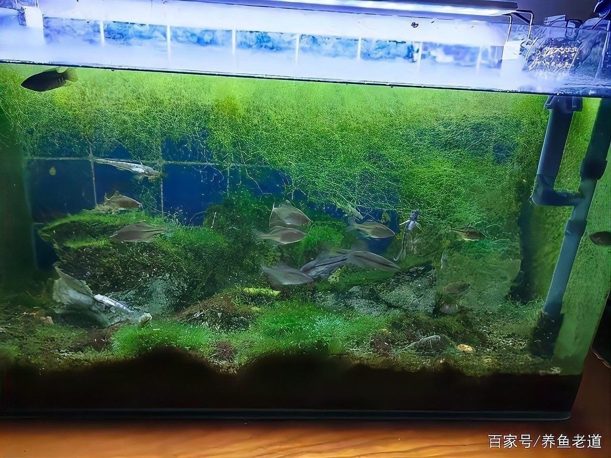 龍魚魚缸清洗需要多長時間（養魚老道，家用魚缸如何清洗這6點要記住，讓魚兒快樂成長！）