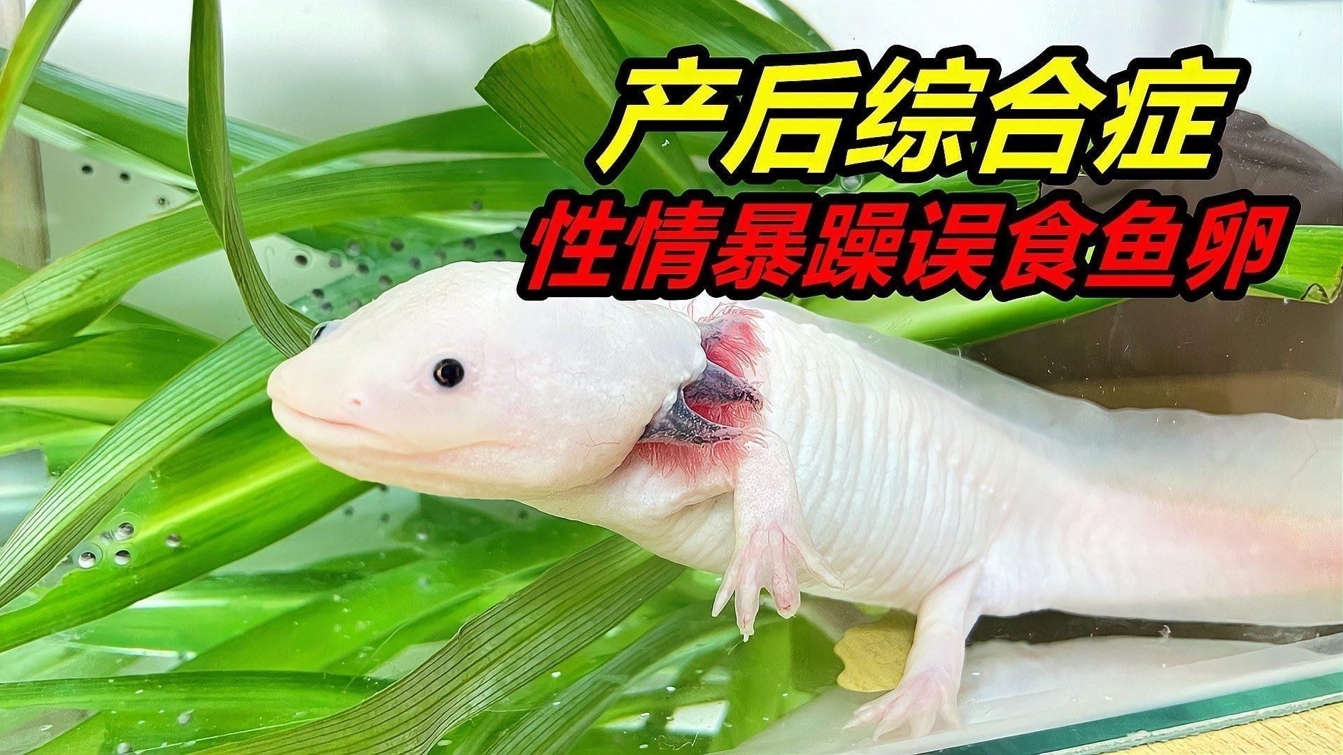 六角龍魚繁殖后如何照顧母體？