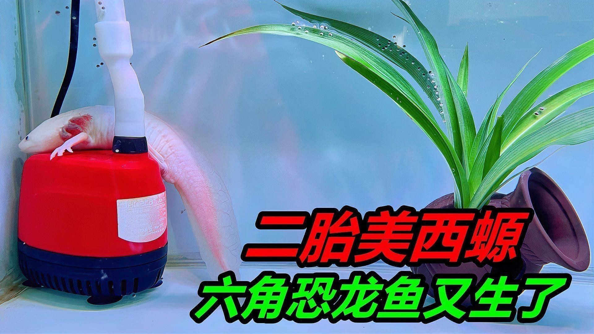 六角龍魚繁殖后如何照顧母體？