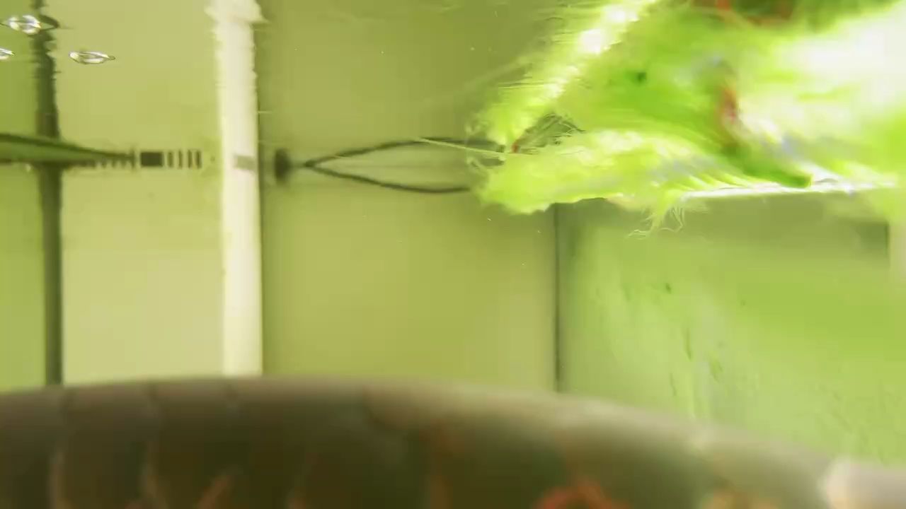 幾天沒空理他，變這樣了