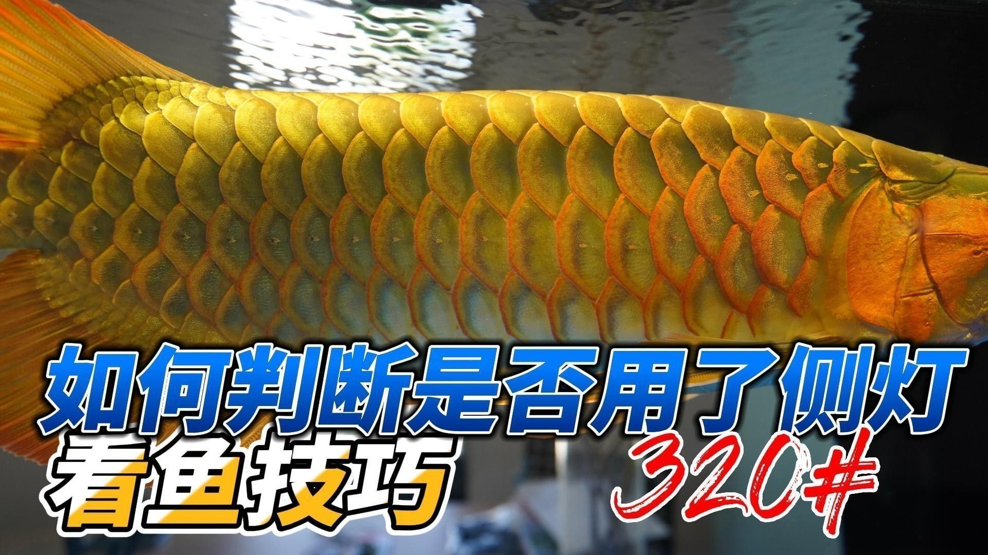 如何判斷龍魚是否需要發色燈（如何判斷別人的魚是否用了強光光看顏色你就輸了）