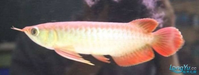 如何判斷龍魚是否需要發色燈（如何判斷別人的魚是否用了強光光看顏色你就輸了）