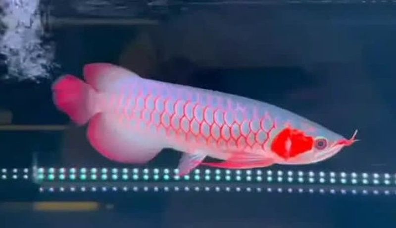 塔什庫爾干哪個水族館龍魚好？祥龍魚場龍魚（什庫爾干水族館—祥龍魚場）
