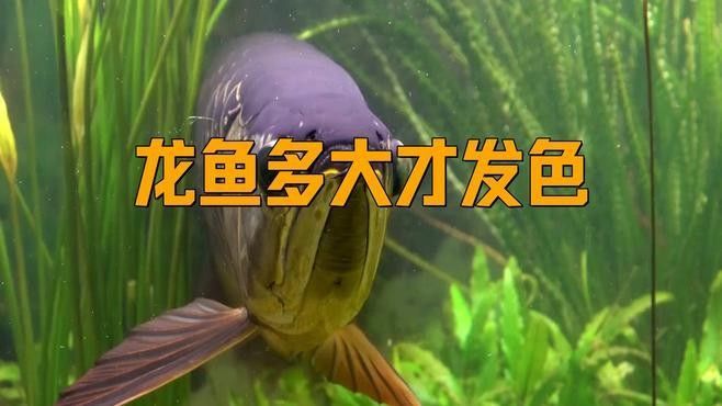 恐龍魚發色需要多長時間（恐龍魚的發色過程）