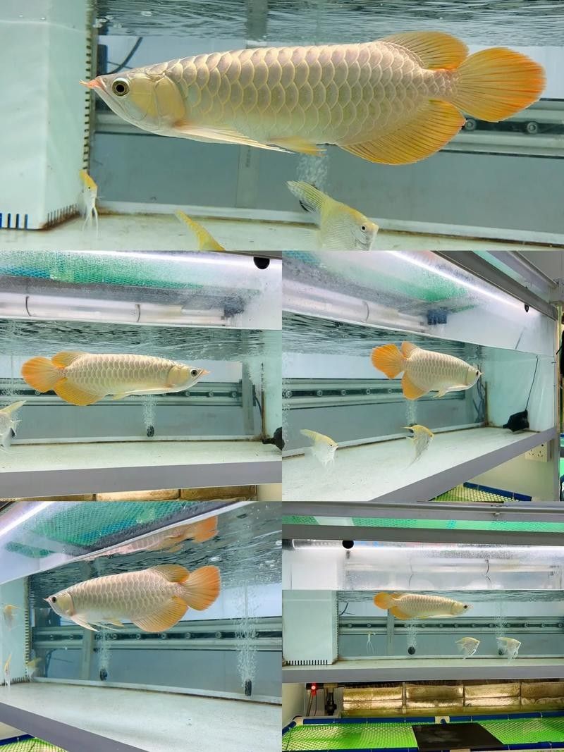 白玉紅龍魚成魚價格是多少？（白玉紅龍魚成魚價格受多種因素影響）