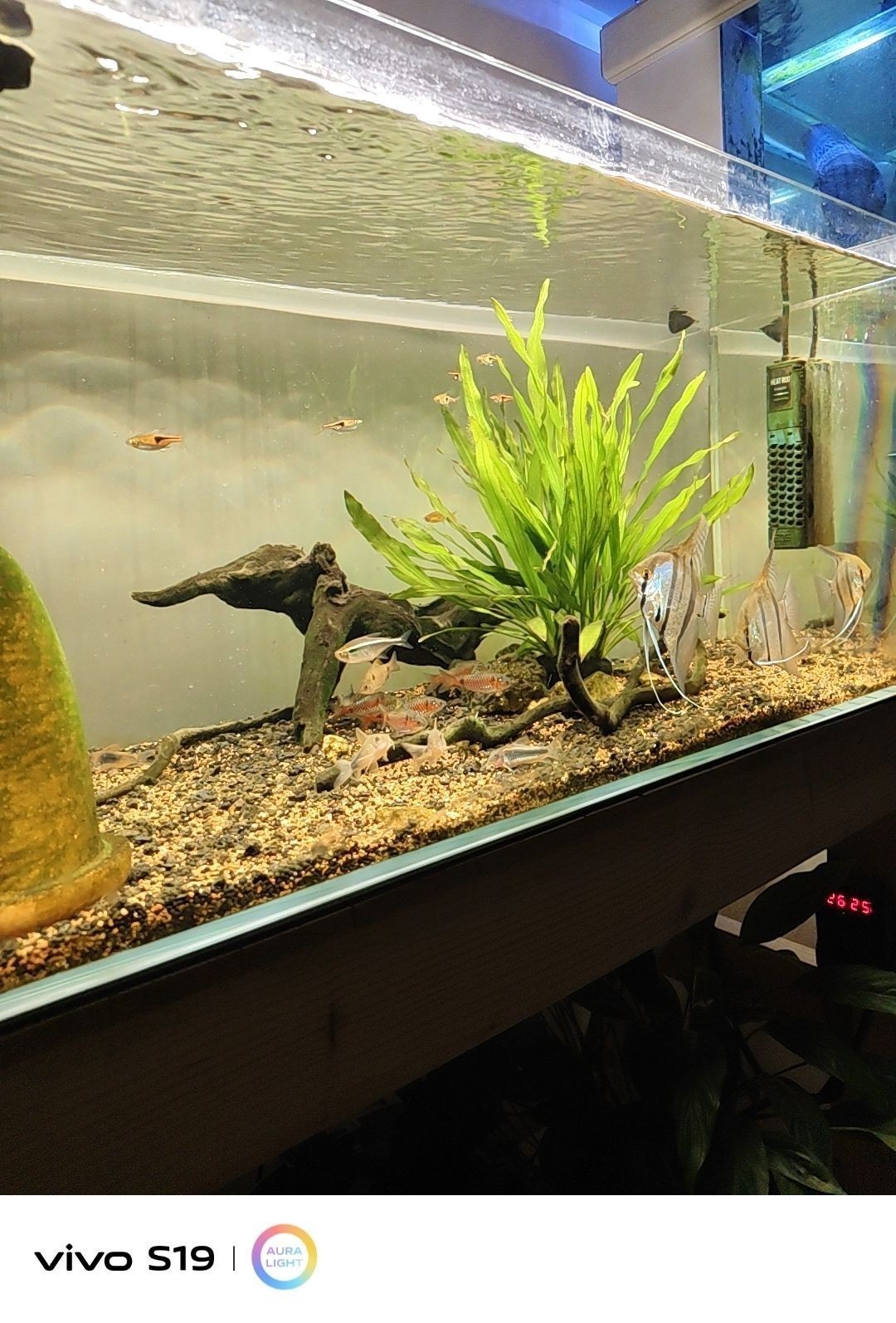 養魚人（養魚人不僅是魚類的“主人”，七彩吃漢堡，剩下的喂另一缸）