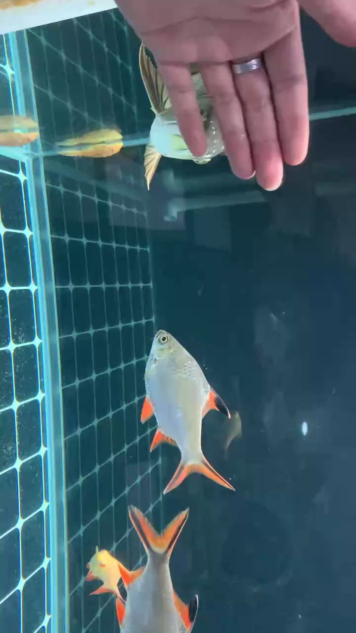 金龍（金龍作為一種文化符號，體現了中國人民對美好生活的追求）