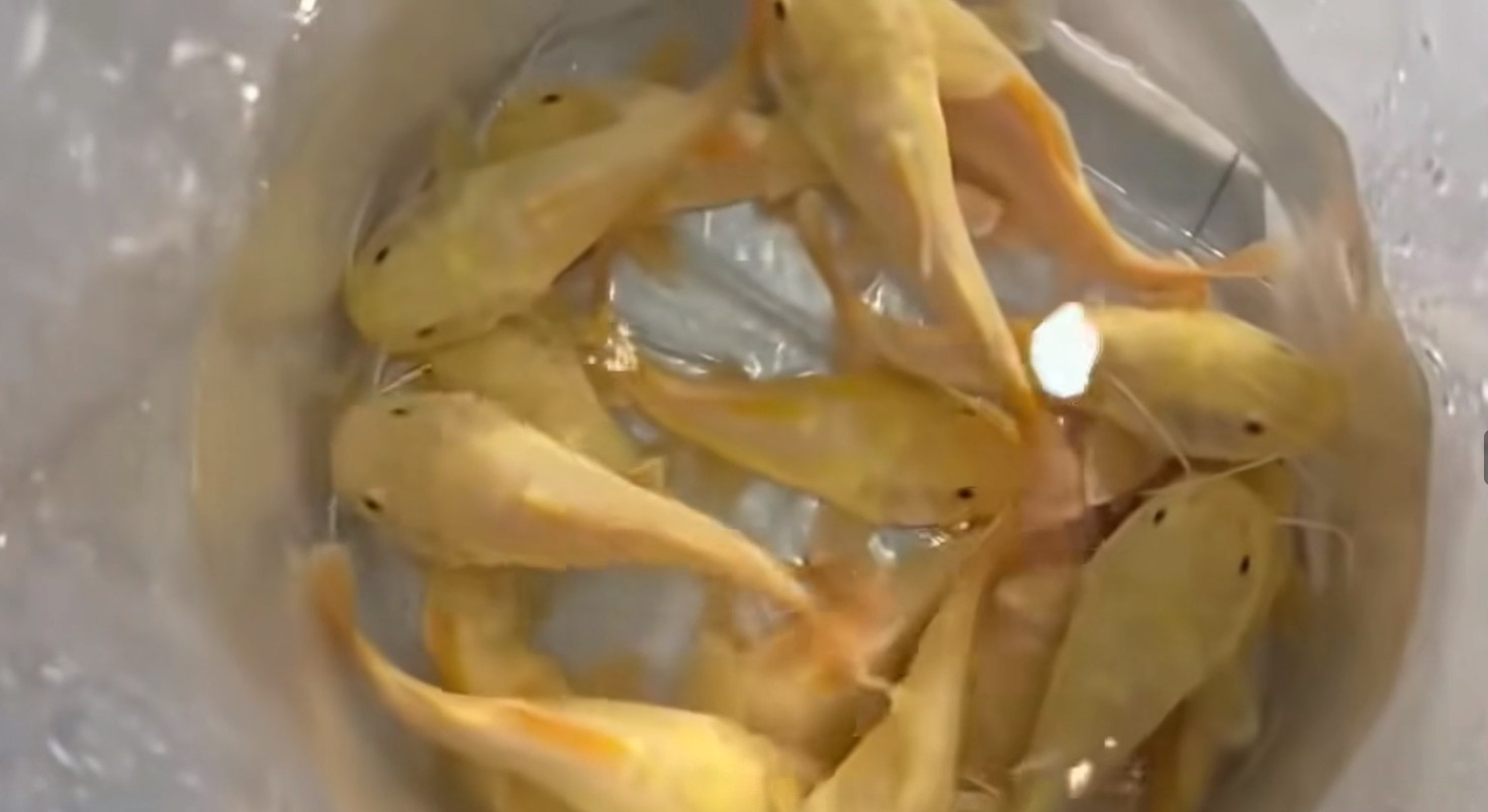 QQ20251125-124650.png 黃金招財(cái)貓魚魚苗(13-15)批發(fā)(黃金招財(cái)貓魚苗批發(fā)祥龍魚場(chǎng)) 黃金貓魚 QQ20251125-124650.png 黃金招財(cái)貓魚魚苗(13-15)批發(fā)(黃金招財(cái)貓魚苗批發(fā)祥龍魚場(chǎng)) 黃金貓魚