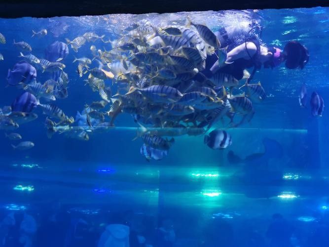 如何聯(lián)系萬(wàn)全區(qū)孔家莊鎮(zhèn)龍龍水族館