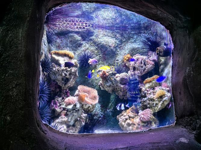 如何聯(lián)系萬(wàn)全區(qū)孔家莊鎮(zhèn)龍龍水族館