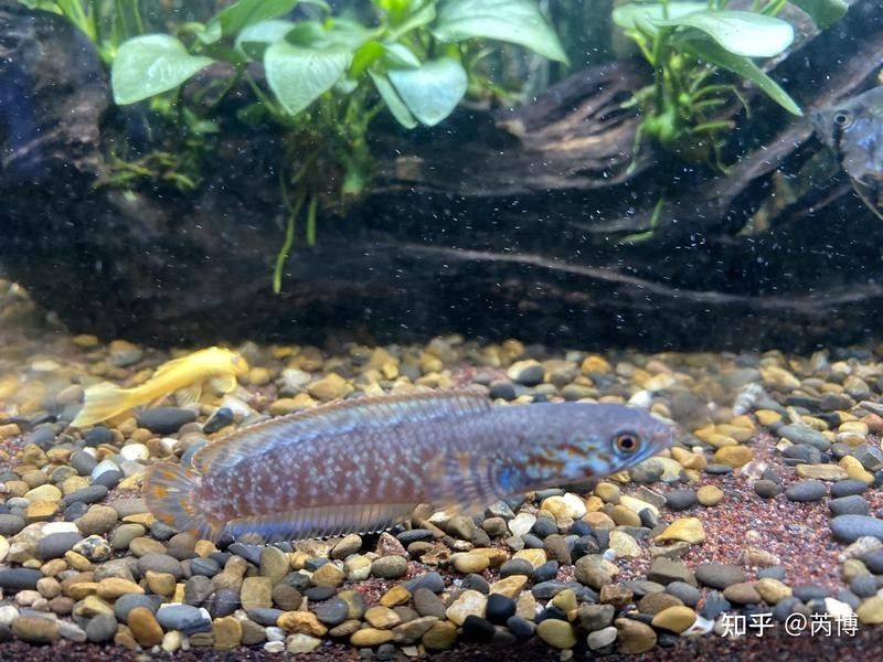 彩虹雷龍魚(yú)苗的飼養(yǎng)難度如何