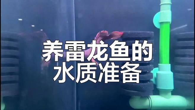 彩虹雷龍魚(yú)苗的飼養(yǎng)難度如何