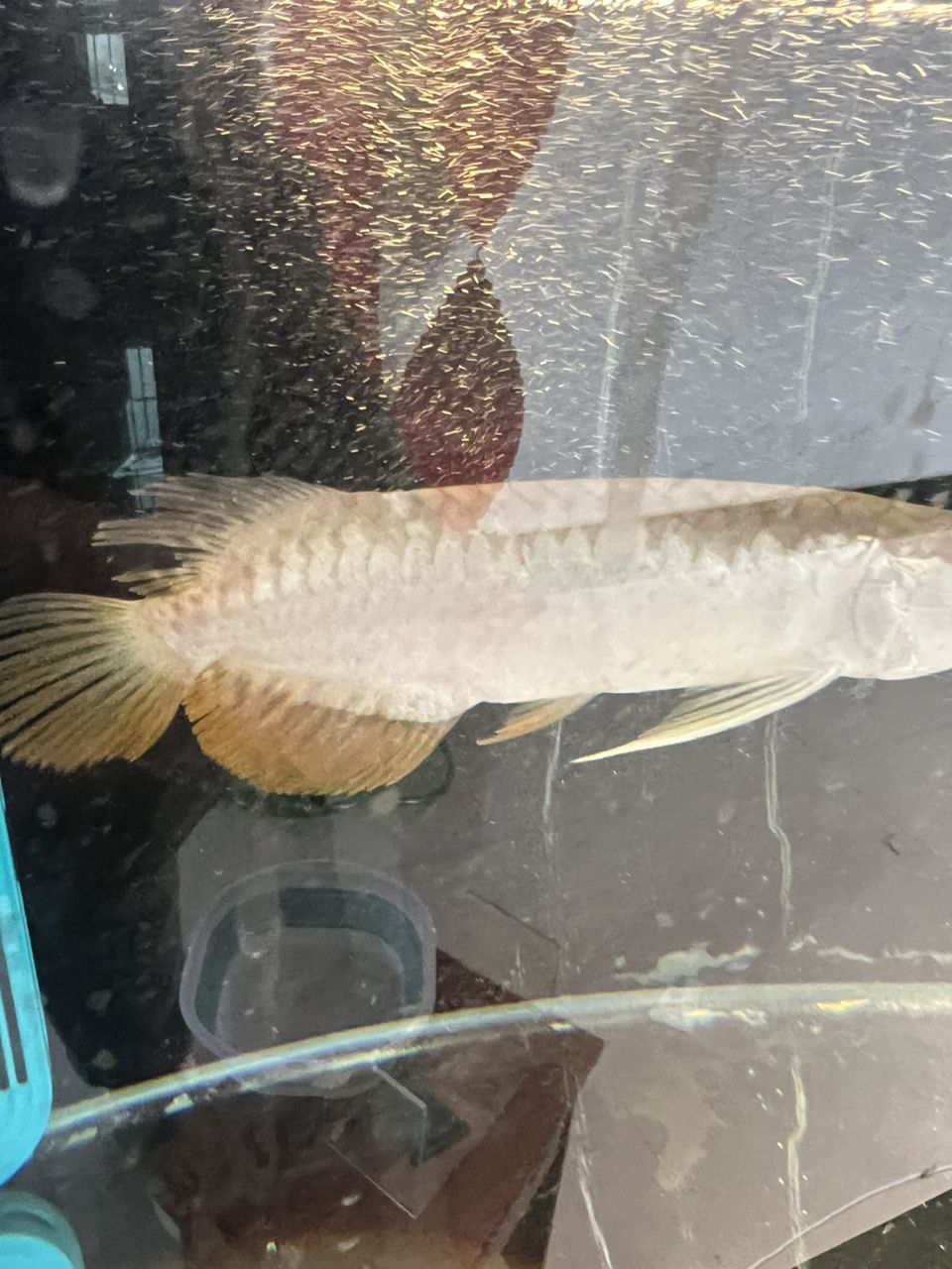 有沒有懂的大哥 我這條魚身上 有個缺口，會出現問題嘛！（關于魚身上缺口問題探討）