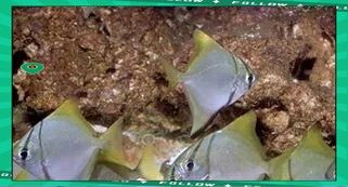 哪些魚適合與龍魚和黃鰭鯧混養