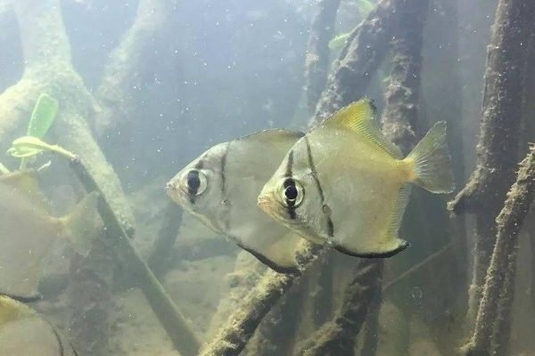 哪些魚適合與龍魚和黃鰭鯧混養