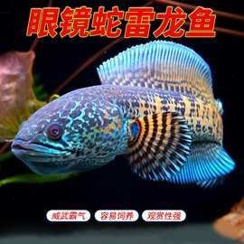 雷龍魚價格一般是多少（北京雷龍價格是多少）