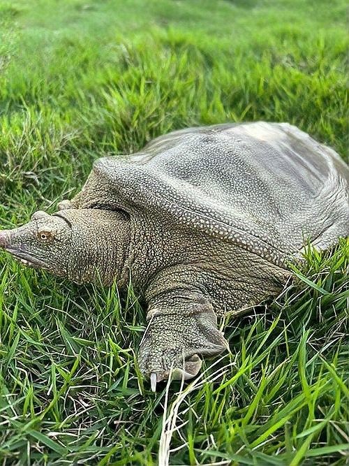如何搭配飼料和活食？（養殖業中飼料和活食的搭配是確保動物健康生長的關鍵因素） 如何搭配飼料和活食？（養殖業中飼料和活食的搭配是確保動物健康生長的關鍵因素） 龍魚百科 第4張