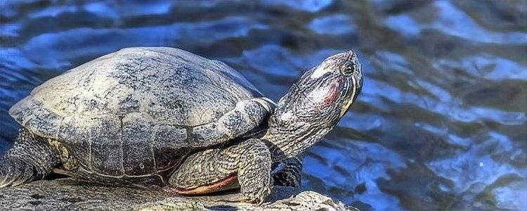 如何搭配飼料和活食？（養殖業中飼料和活食的搭配是確保動物健康生長的關鍵因素） 如何搭配飼料和活食？（養殖業中飼料和活食的搭配是確保動物健康生長的關鍵因素） 龍魚百科 第5張