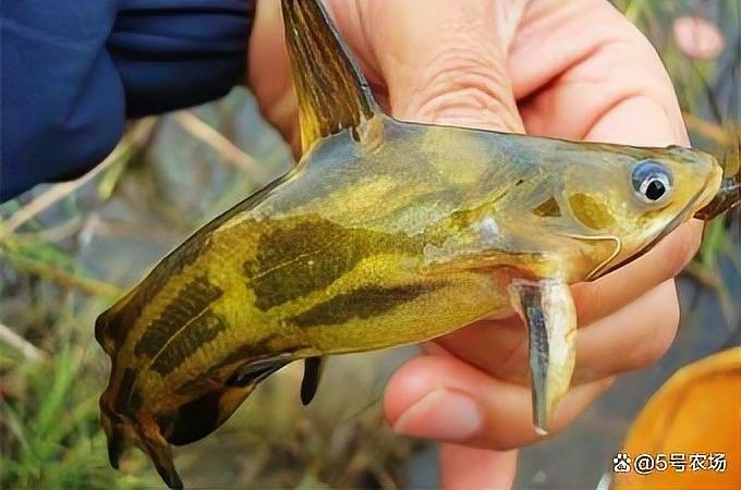 如何搭配飼料和活食？（養殖業中飼料和活食的搭配是確保動物健康生長的關鍵因素） 如何搭配飼料和活食？（養殖業中飼料和活食的搭配是確保動物健康生長的關鍵因素） 龍魚百科 第2張