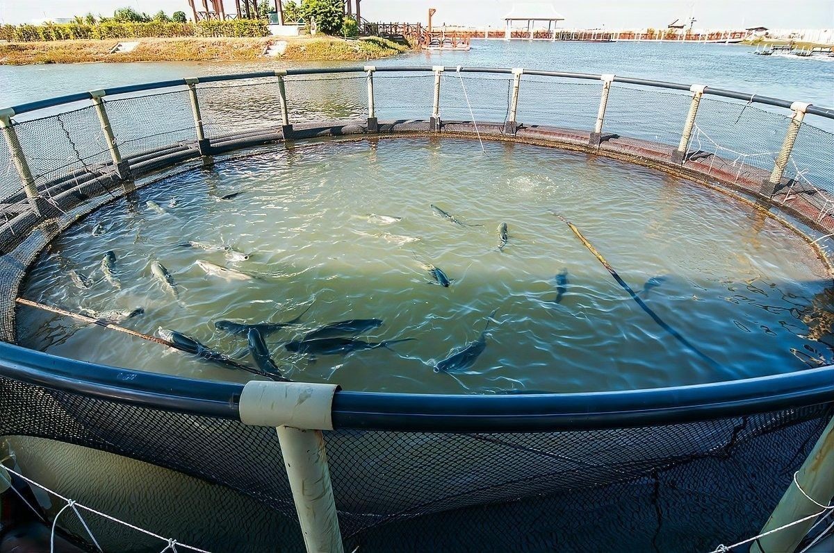 如何搭配飼料和活食？（養殖業中飼料和活食的搭配是確保動物健康生長的關鍵因素） 如何搭配飼料和活食？（養殖業中飼料和活食的搭配是確保動物健康生長的關鍵因素） 龍魚百科 第3張