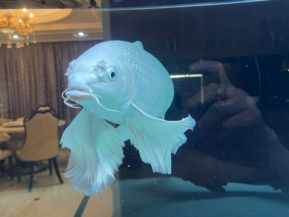 養了10個月了