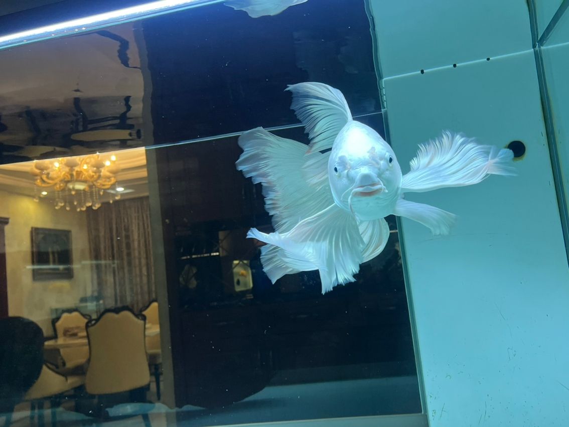 養了10個月了