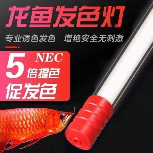 藍底龍魚燈光推薦品牌（藍底金龍魚燈光選擇）