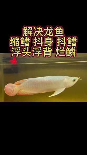 紅龍魚甩頭會(huì)自愈嗎