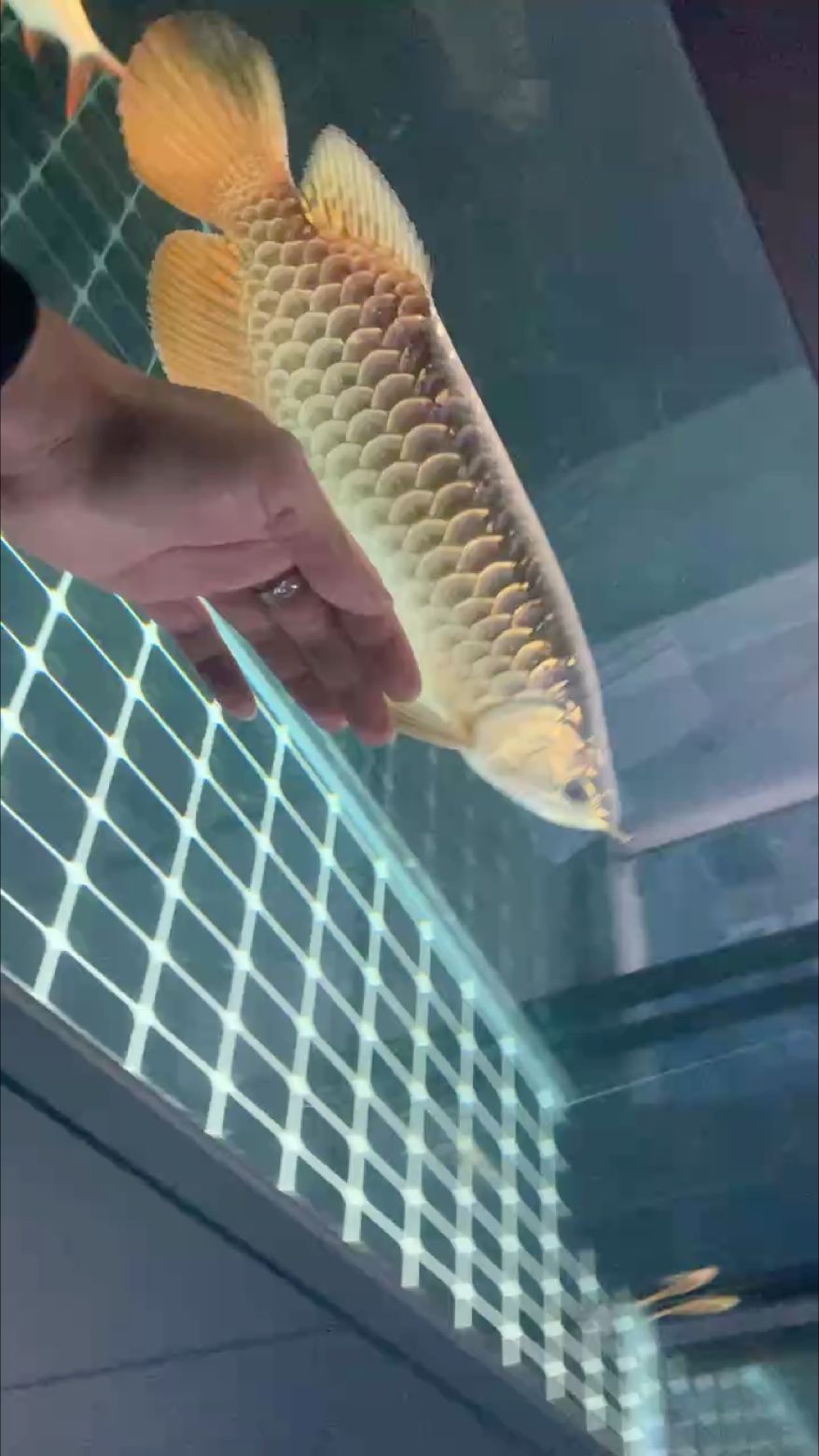 金龍（昆weixin001評論：金龍的形象通常出現在中國傳統節日和慶典活動中）