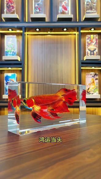 龍魚裝飾品的價格范圍