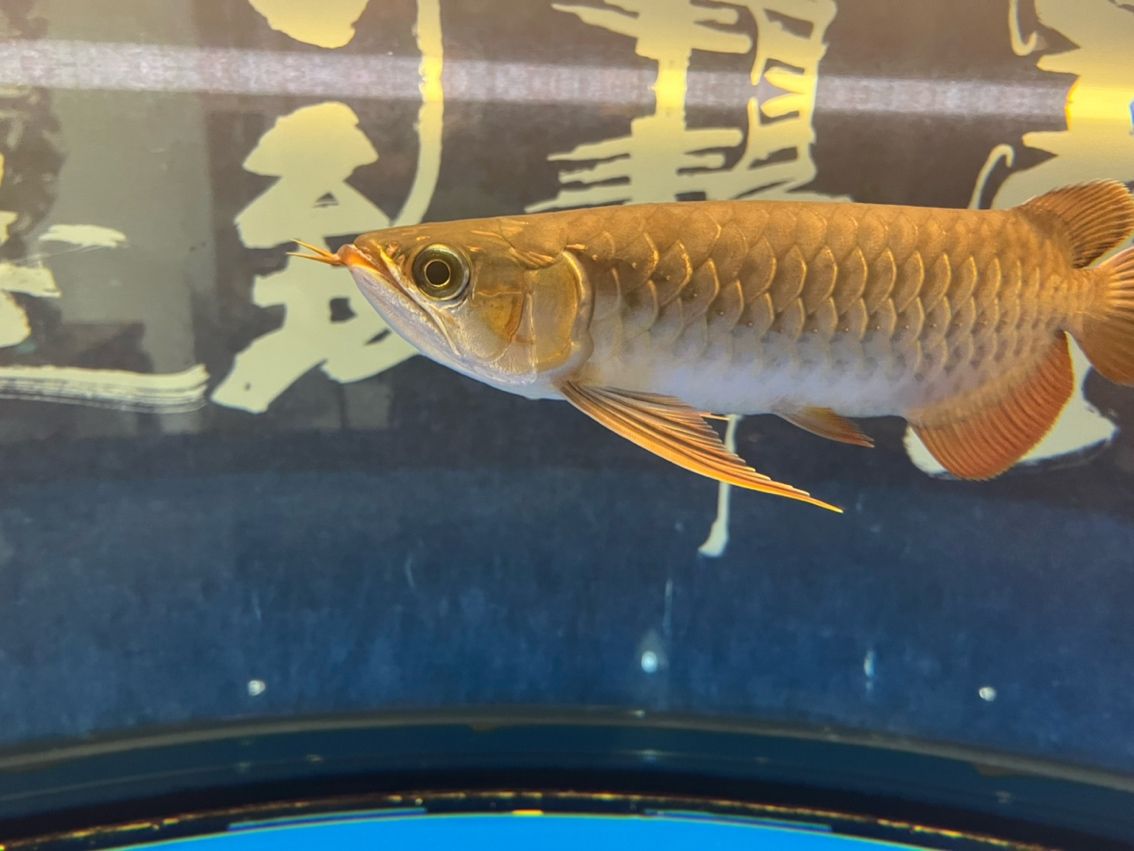 該來的終究要來，兜嘴了（兜嘴了）