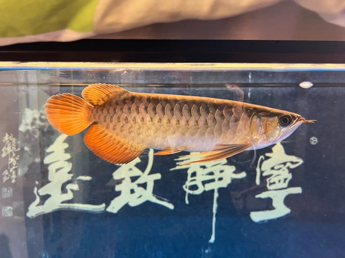 該來的終究要來，兜嘴了（兜嘴了）