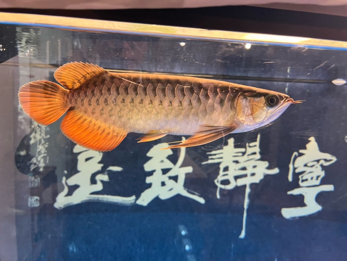 該來的終究要來，兜嘴了（兜嘴了）