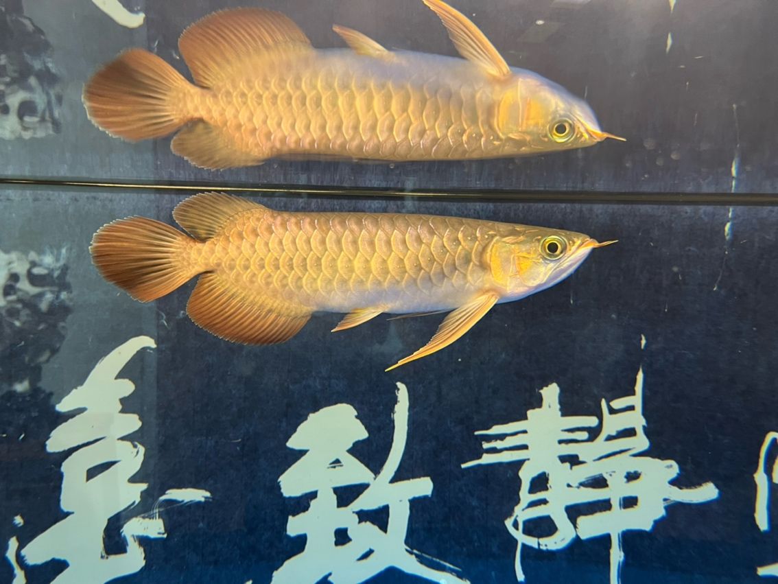 該來的終究要來，兜嘴了（兜嘴了）