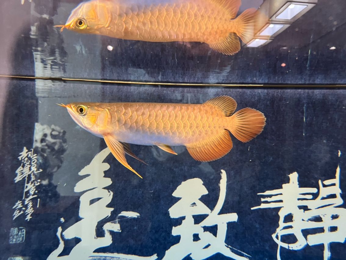 該來的終究要來，兜嘴了（兜嘴了）