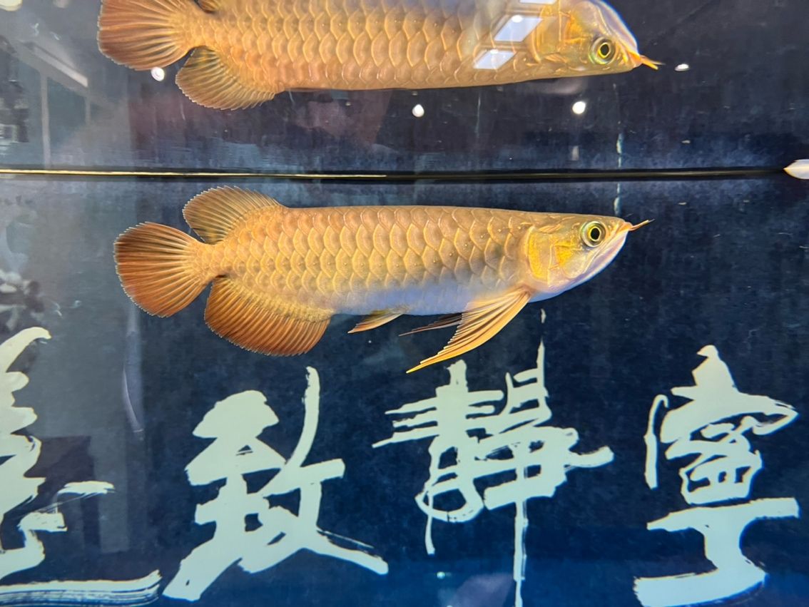 該來的終究要來，兜嘴了（兜嘴了）