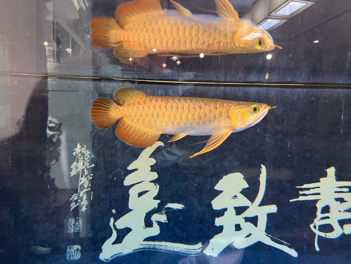 該來的終究要來，兜嘴了（兜嘴了）