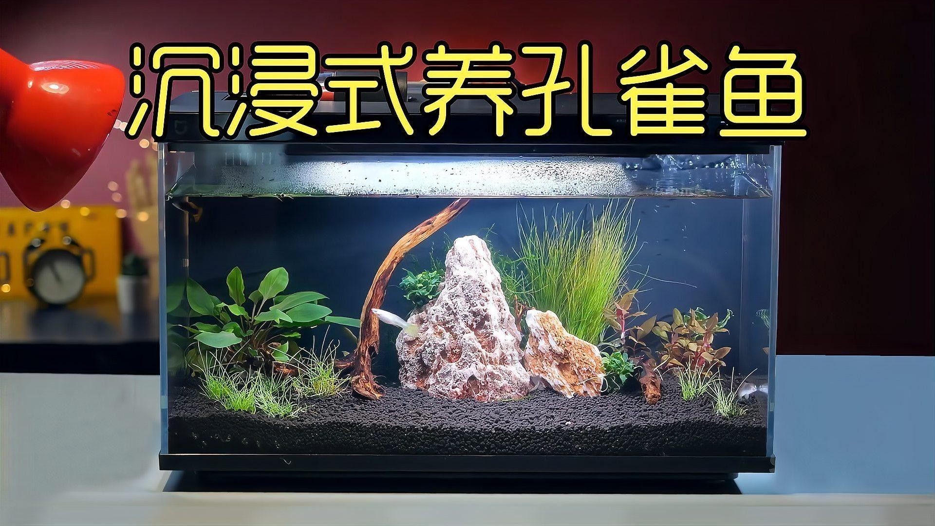 專業訂制高檔魚缸的口碑如何？