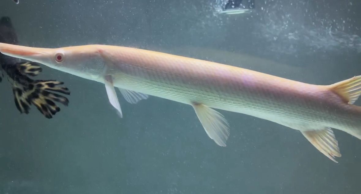 45公分鱷雀鱔（中國體型較小、體長通常不超過1米的淡水魚類鱷雀鱔） 45公分鱷雀鱔（中國體型較小、體長通常不超過1米的淡水魚類鱷雀鱔） 龍魚論壇