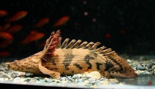給我一些恐龍魚的圖片