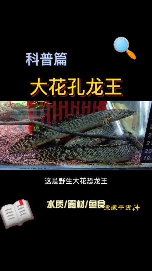 給我一些恐龍魚的圖片