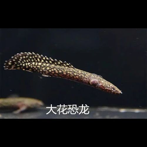 給我一些恐龍魚的圖片