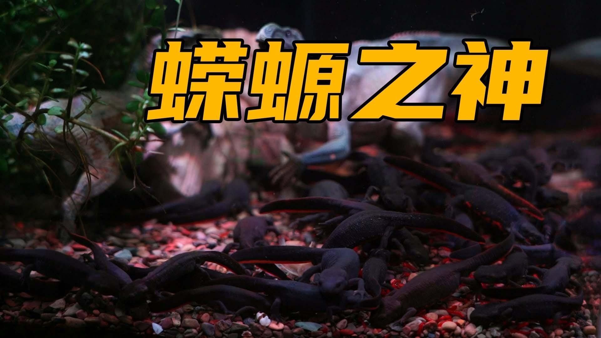 如何判斷東方蠑螈是否健康？