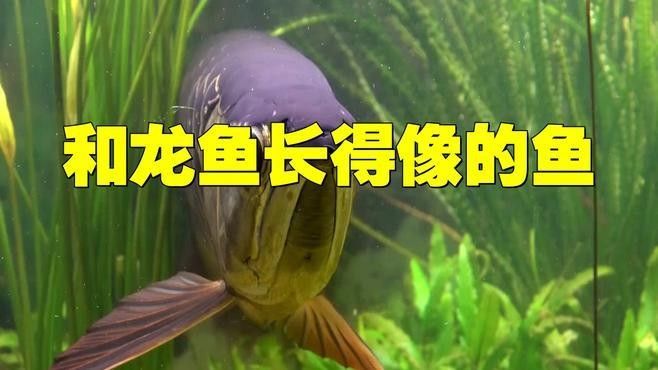 還有哪些魚(yú)和金龍魚(yú)類(lèi)似