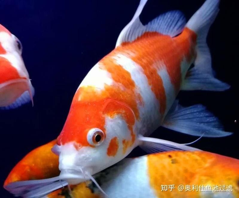 龍魚嘴上的白色肉球會自己脫落嗎（龍魚嘴上的白色肉球會自行消退嗎）