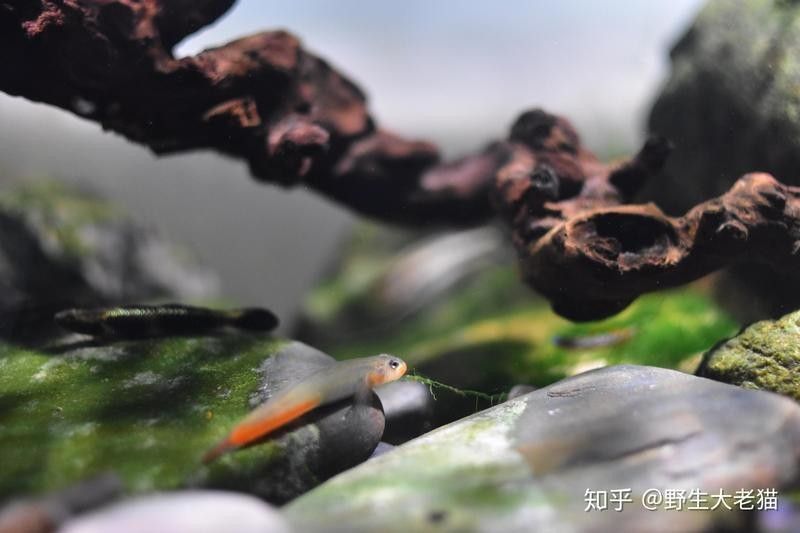 金龍魚如何應用記憶
