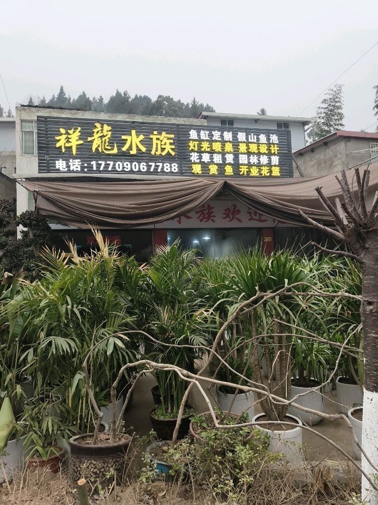 鹽亭哪個水族館龍魚好？祥龍魚場龍魚（廣州龍魚祥龍魚場，中國最貴前十名龍魚祥龍魚場聽） 鹽亭哪個水族館龍魚好？祥龍魚場龍魚（廣州龍魚祥龍魚場，中國最貴前十名龍魚祥龍魚場聽） 龍魚百科 第1張