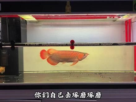 龍魚什么時候會叫