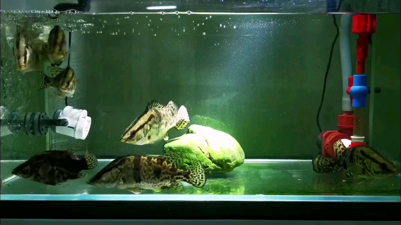 飼料 周末愉快(周末對于個人成長和家庭幸福的重要性,并鼓勵讀者珍惜周末時光) 龍魚論壇 周末愉快(周末對于個人成長和家庭幸福的重要性,并鼓勵讀者珍惜周末時光) 周末愉快(周末對于個人成長和家庭幸福的重要性,并鼓勵讀者珍惜周末時光) 龍魚論壇