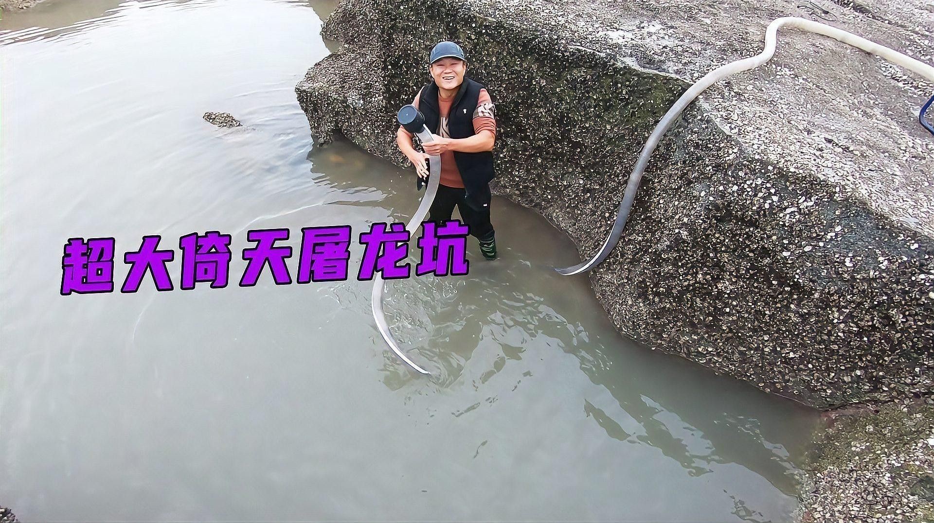 白龍魚吃什么餌料最好（關于白龍魚的餌料選擇及其相關注意事項）